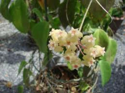 hoya samoiensis - POZA NET