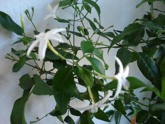 DSC05646 - Jasminum