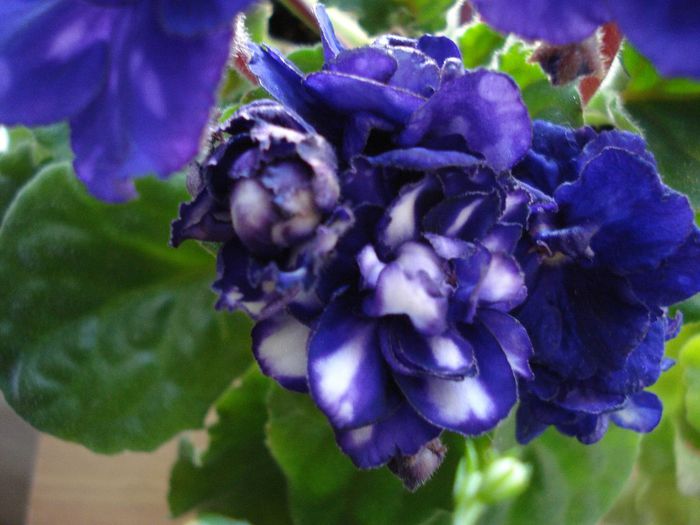 DSC05650 - Pat Tracey