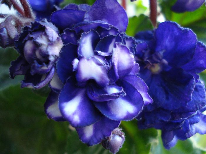 DSC05651 - Pat Tracey