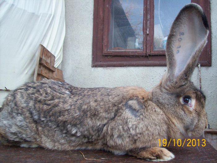 FEM 2 - AAA OCTOMBRIE 2013 IEPURI