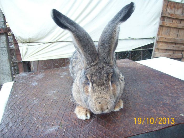 FEM 2 - AAA OCTOMBRIE 2013 IEPURI