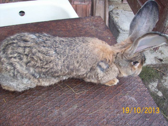 FEM 2 - AAA OCTOMBRIE 2013 IEPURI