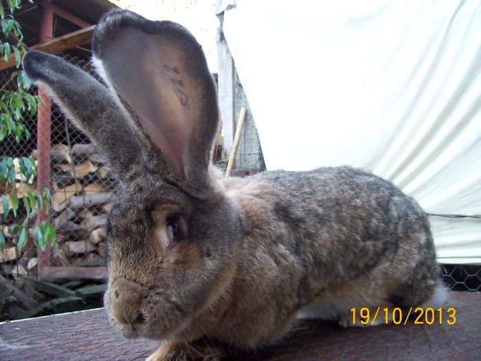 FEM 2 - AAA OCTOMBRIE 2013 IEPURI