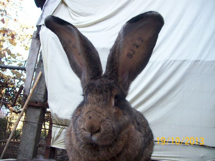 FEM 2 - AAA OCTOMBRIE 2013 IEPURI