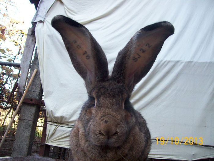 FEM 2 - AAA OCTOMBRIE 2013 IEPURI