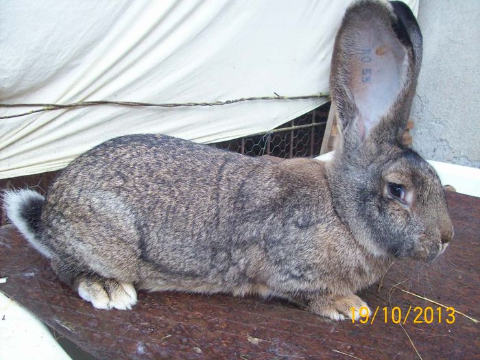 PUI DIN FEM 2 - AAA OCTOMBRIE 2013 IEPURI