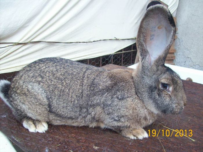 PUI DIN FEM 2 - AAA OCTOMBRIE 2013 IEPURI