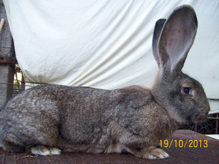 IDEM - AAA OCTOMBRIE 2013 IEPURI