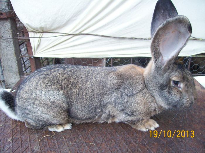 IDEM - AAA OCTOMBRIE 2013 IEPURI