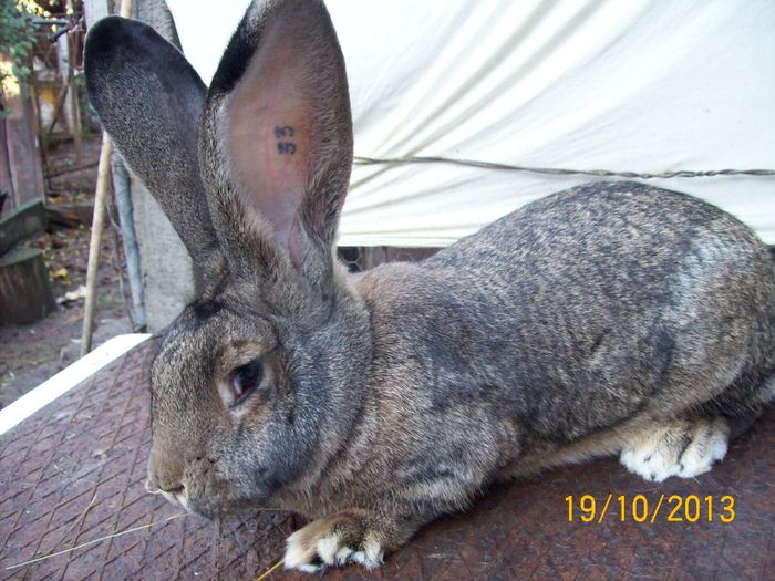 IDEM - AAA OCTOMBRIE 2013 IEPURI