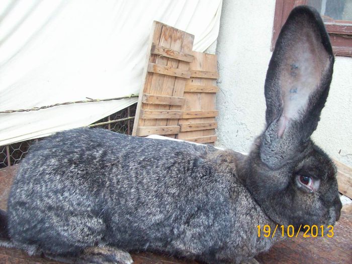 FEM 3 - AAA OCTOMBRIE 2013 IEPURI