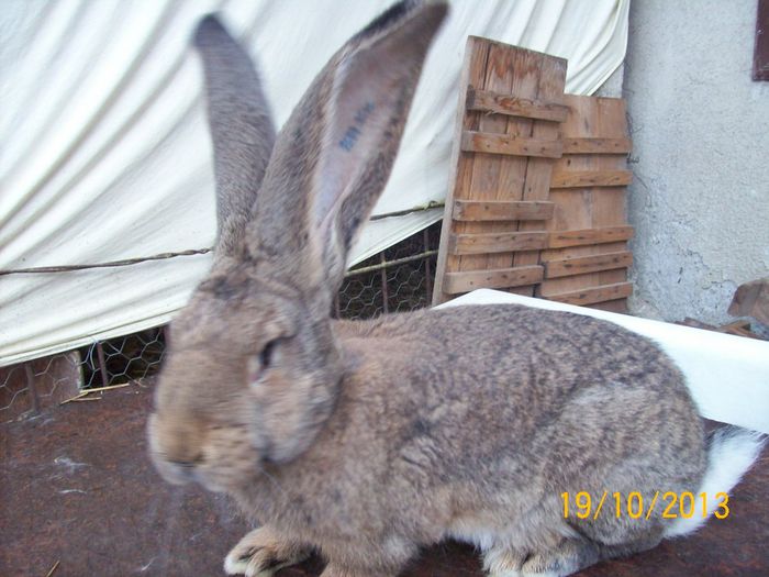 PUI DIN FEM 3 - AAA OCTOMBRIE 2013 IEPURI