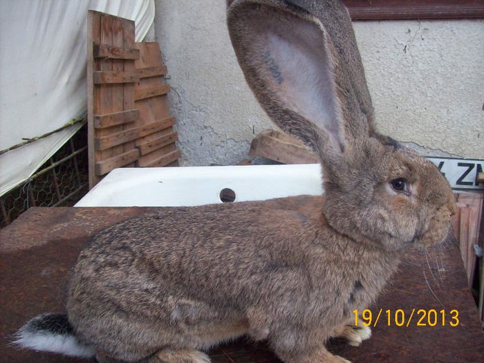 PUI DIN FEM 3 - AAA OCTOMBRIE 2013 IEPURI