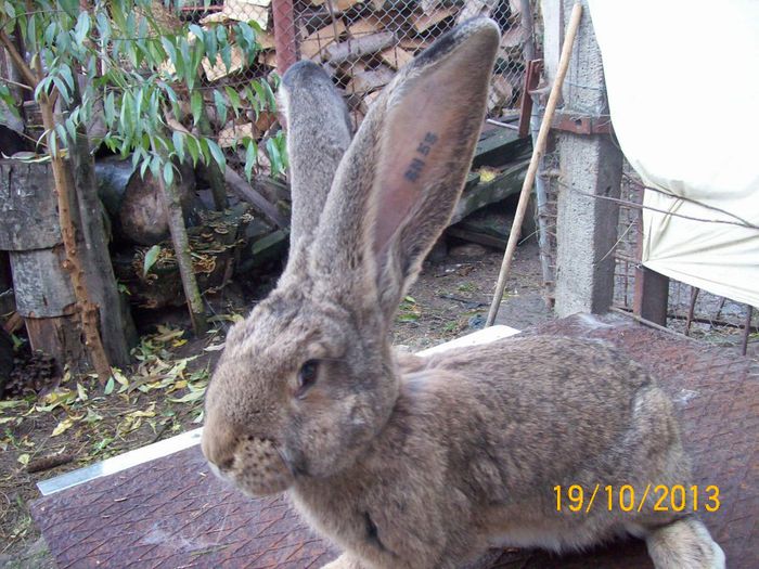 IDEM - AAA OCTOMBRIE 2013 IEPURI