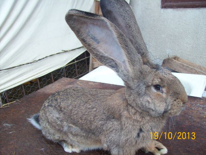 IDEM - AAA OCTOMBRIE 2013 IEPURI