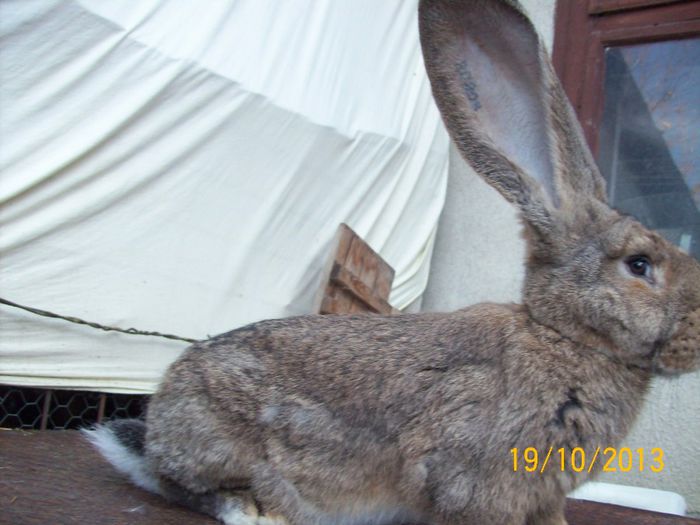 IDEM - AAA OCTOMBRIE 2013 IEPURI