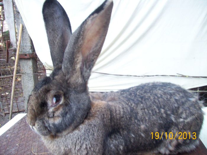 FEM 4 - AAA OCTOMBRIE 2013 IEPURI