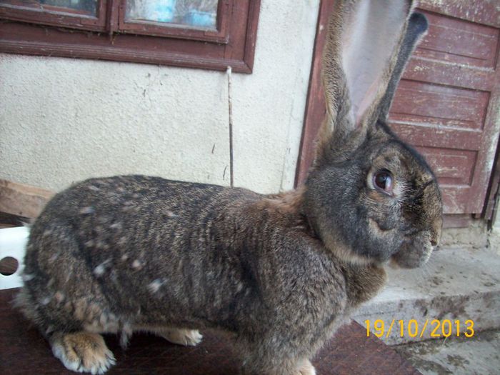 FEM 4 - AAA OCTOMBRIE 2013 IEPURI