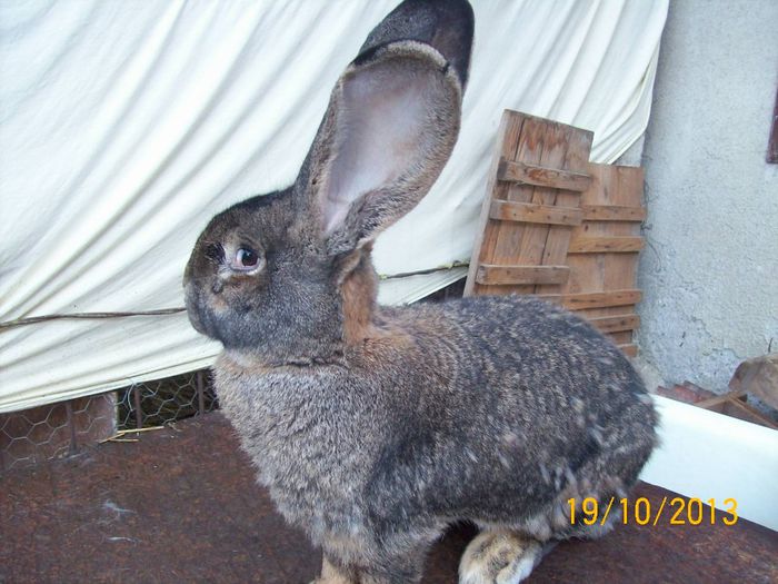 FEM 4 - AAA OCTOMBRIE 2013 IEPURI