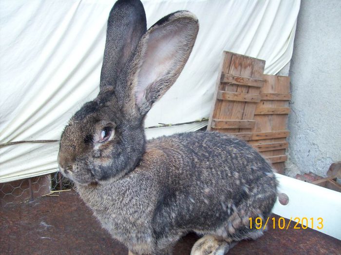 FEM 4 - AAA OCTOMBRIE 2013 IEPURI