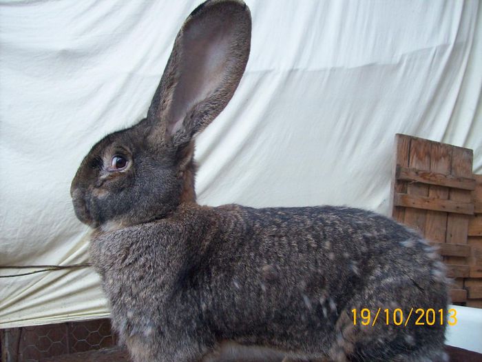 FEM 4 - AAA OCTOMBRIE 2013 IEPURI