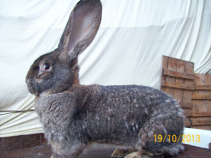 FEM 4 - AAA OCTOMBRIE 2013 IEPURI