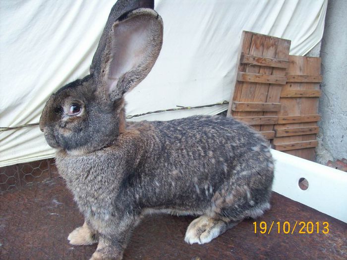 FEM 4 - AAA OCTOMBRIE 2013 IEPURI