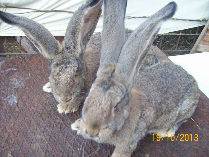 PUI DIN FEM 4 - AAA OCTOMBRIE 2013 IEPURI