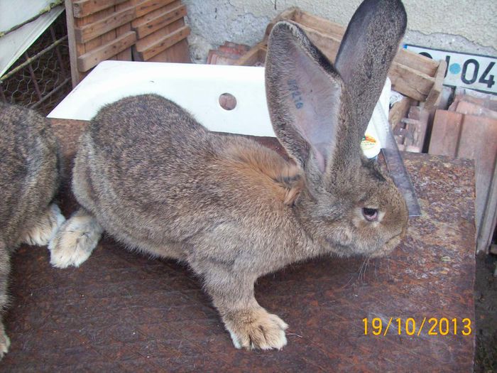 IDEM - AAA OCTOMBRIE 2013 IEPURI