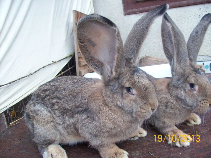 IDEM - AAA OCTOMBRIE 2013 IEPURI