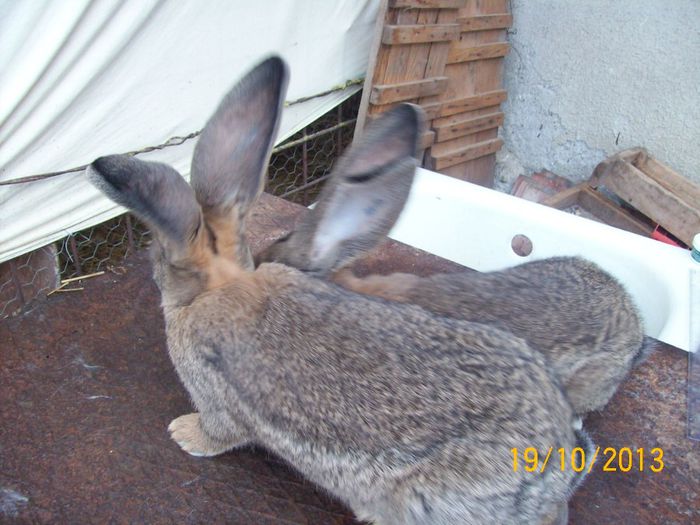 IDEM - AAA OCTOMBRIE 2013 IEPURI