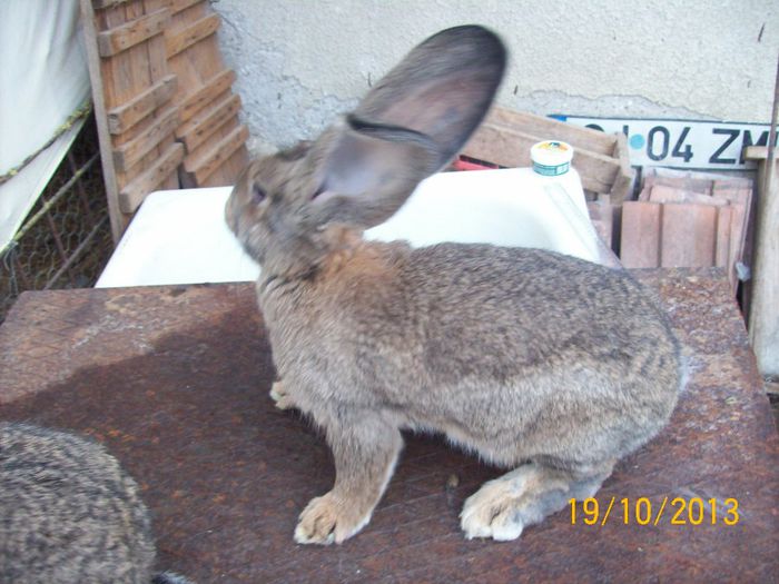 IDEM - AAA OCTOMBRIE 2013 IEPURI