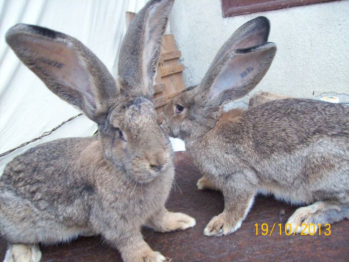 IDEM - AAA OCTOMBRIE 2013 IEPURI