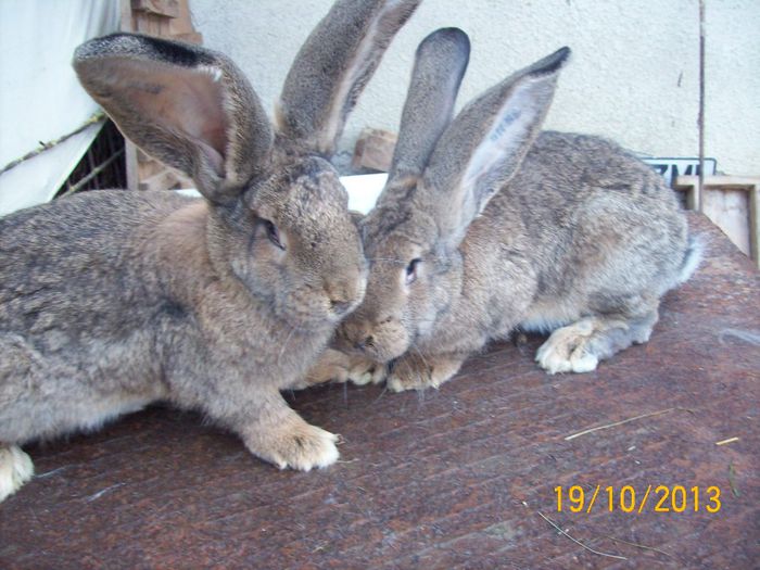 IDEM - AAA OCTOMBRIE 2013 IEPURI