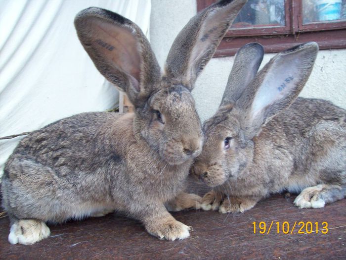 IDEM - AAA OCTOMBRIE 2013 IEPURI