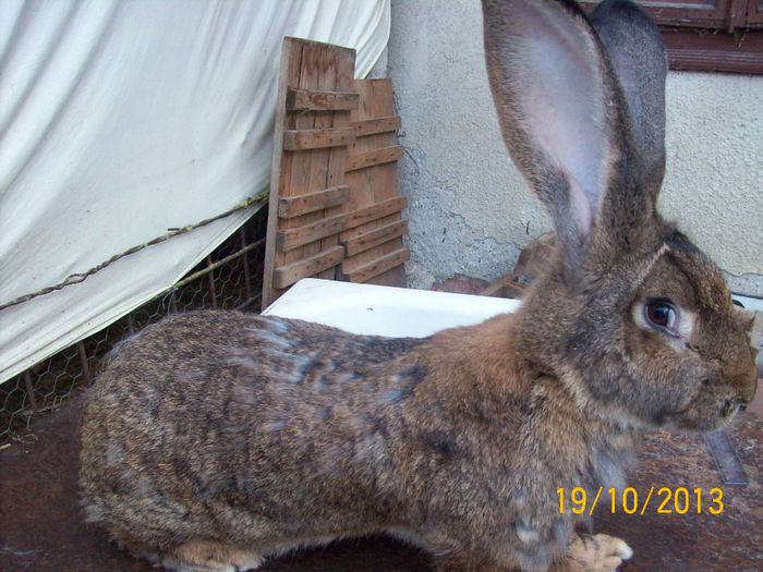 FEM 5 - AAA OCTOMBRIE 2013 IEPURI