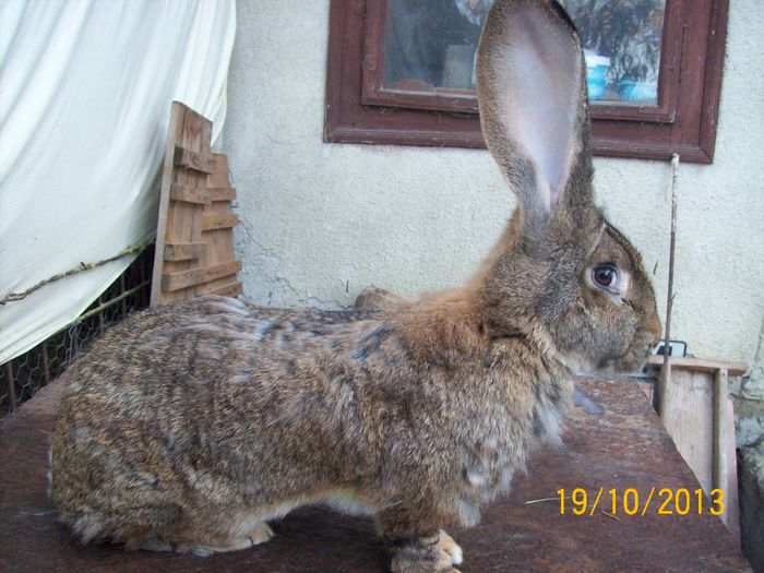 FEM 5 - AAA OCTOMBRIE 2013 IEPURI