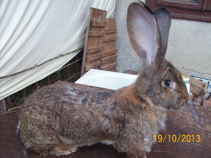 FEM 5 - AAA OCTOMBRIE 2013 IEPURI