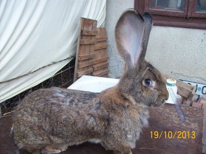 FEM 5 - AAA OCTOMBRIE 2013 IEPURI