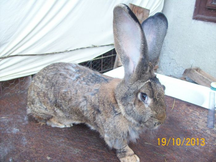 FEM 5 - AAA OCTOMBRIE 2013 IEPURI