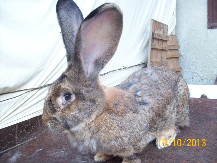 FEM 5 - AAA OCTOMBRIE 2013 IEPURI