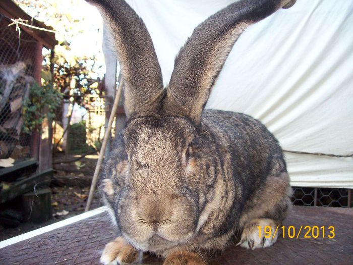 MASCUL 1 - AAA OCTOMBRIE 2013 IEPURI