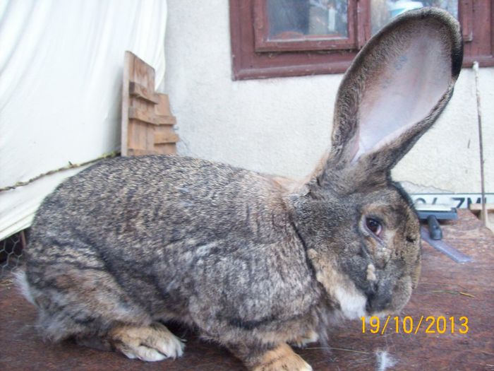 MASC 1 - AAA OCTOMBRIE 2013 IEPURI