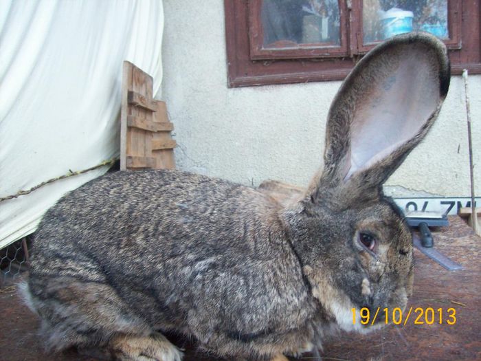 MASC 1 - AAA OCTOMBRIE 2013 IEPURI