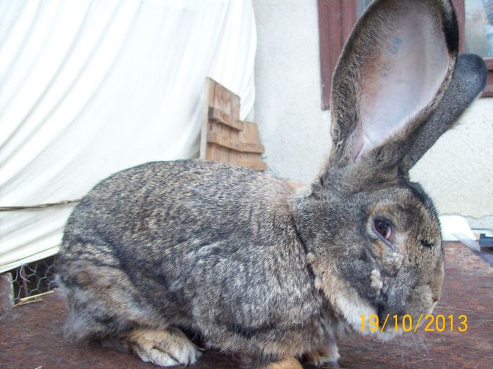 MASC 1 - AAA OCTOMBRIE 2013 IEPURI