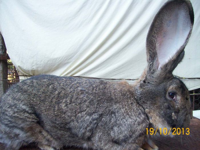 MASC 1 - AAA OCTOMBRIE 2013 IEPURI