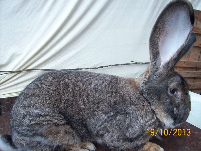 MASC 1 - AAA OCTOMBRIE 2013 IEPURI