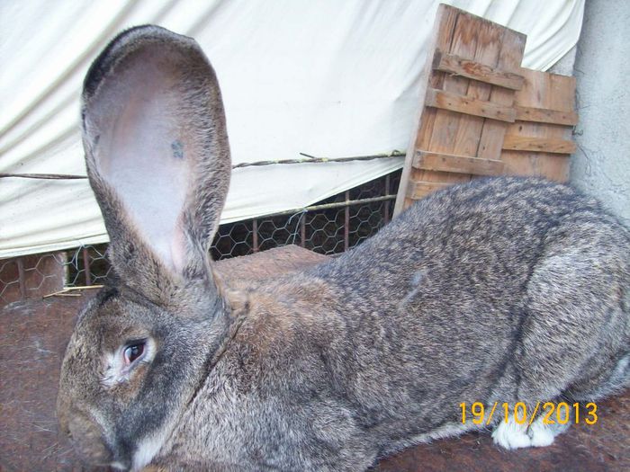 MASC  2 TINAR - AAA OCTOMBRIE 2013 IEPURI