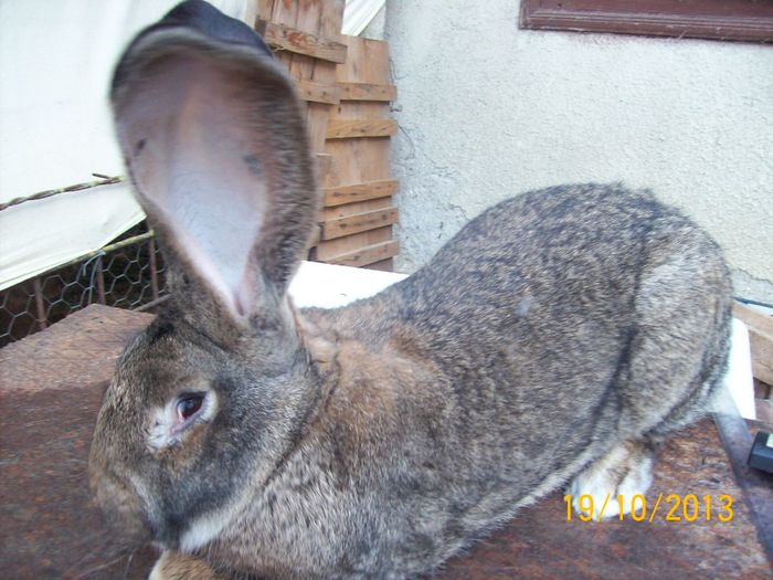 MASC 2 TINAR - AAA OCTOMBRIE 2013 IEPURI